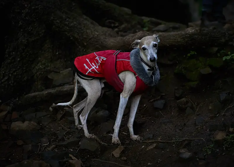 Photo of an Italian Greyhound