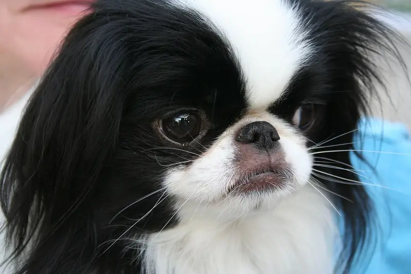 Photo of a Japanese Chin