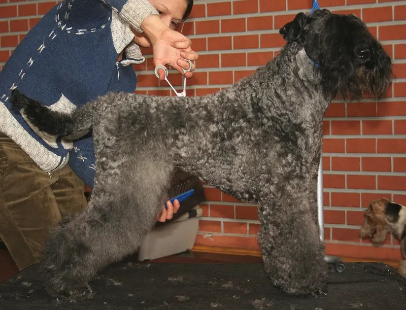 Photo of a Kerry Blue Terrier