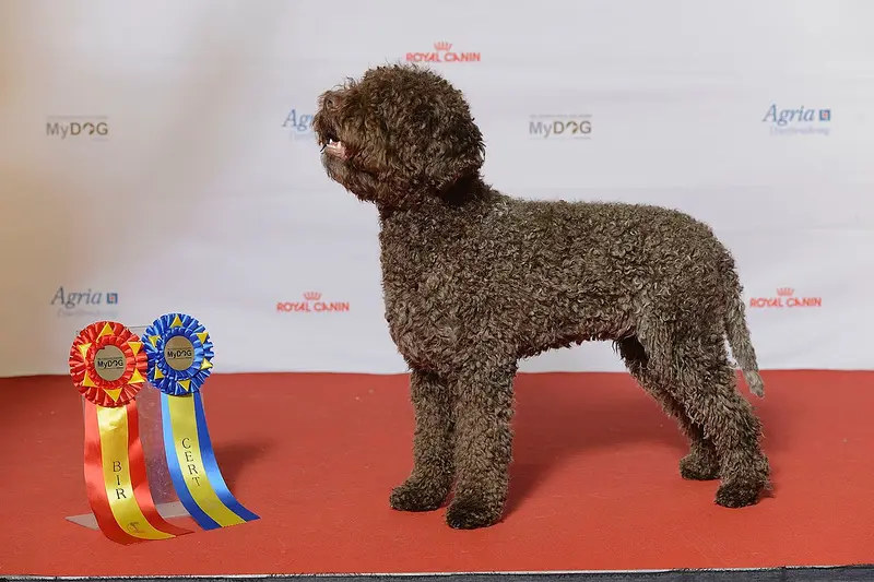Photo of a Lagotto Romagnolo