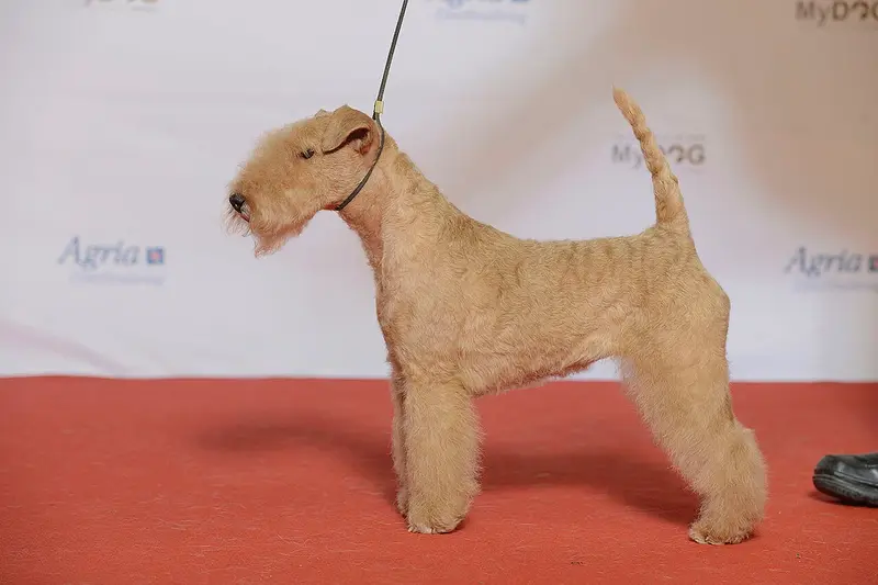Photo of a Lakeland Terrier