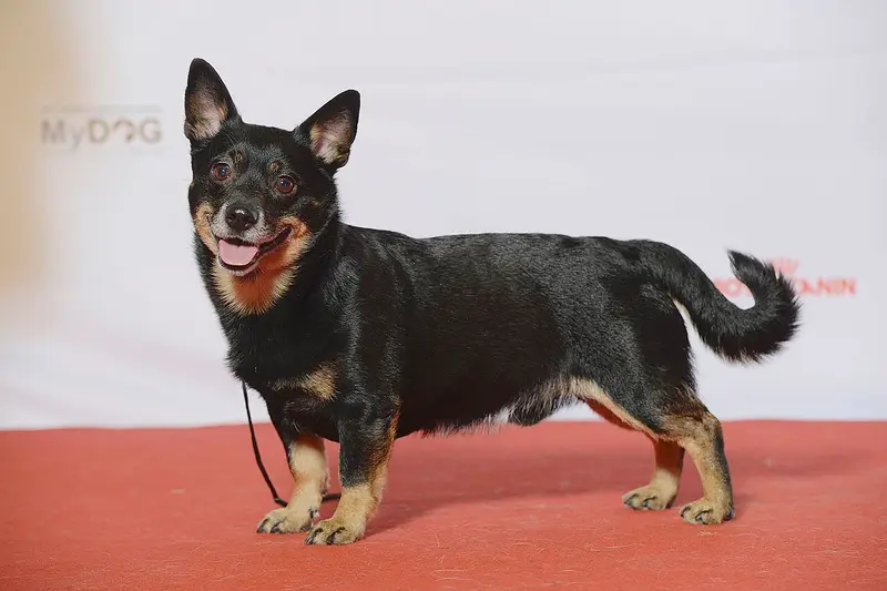 Photo of a Lancashire Heeler