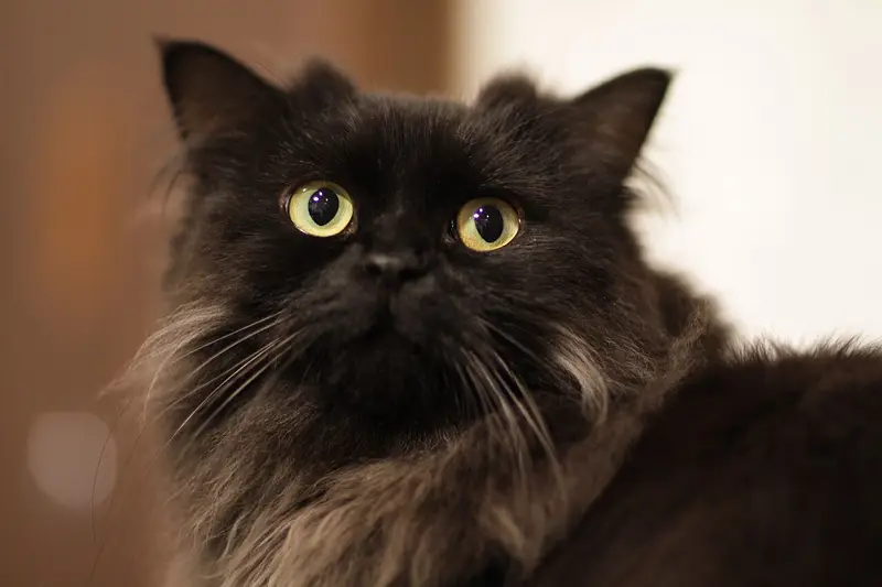 Photo of a LaPerm cat