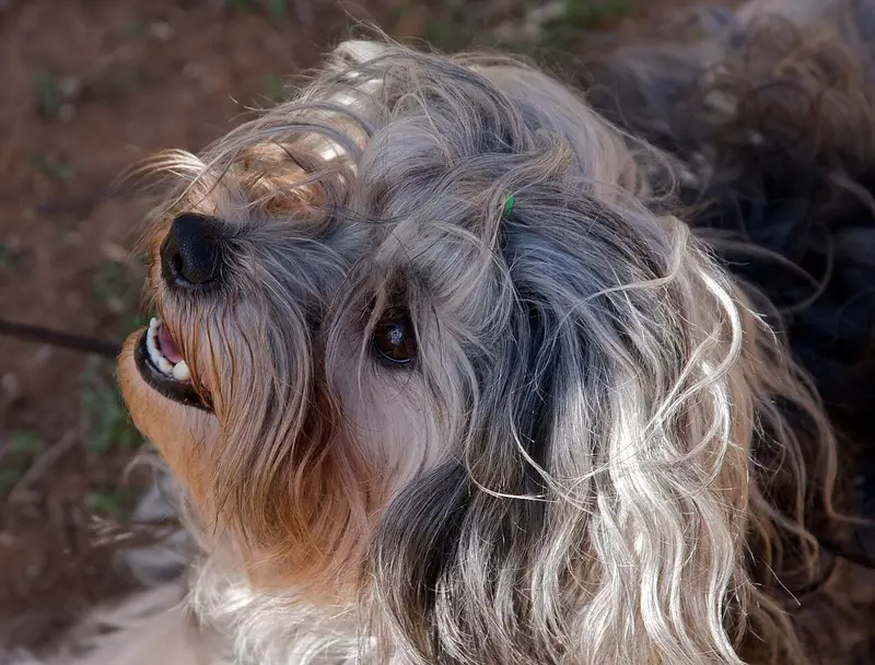 Photo of a Löwchen