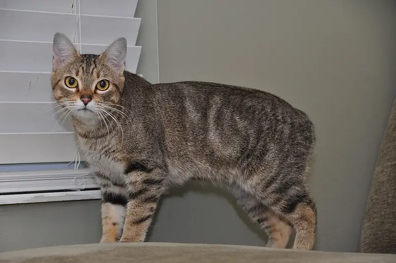 Photo of a Manx cat