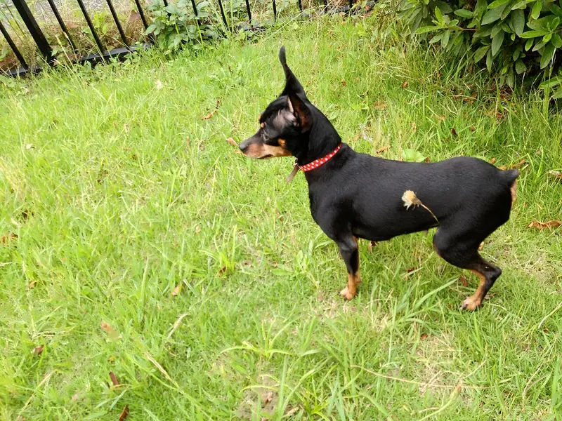 Photo of a Miniature Pinscher