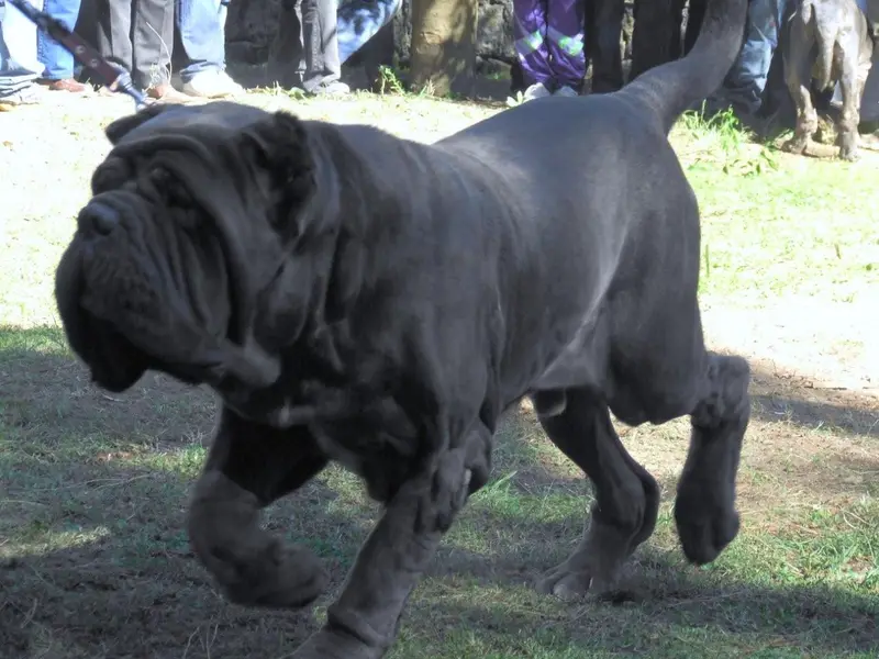 Photo of a Neapolitan Mastiff
