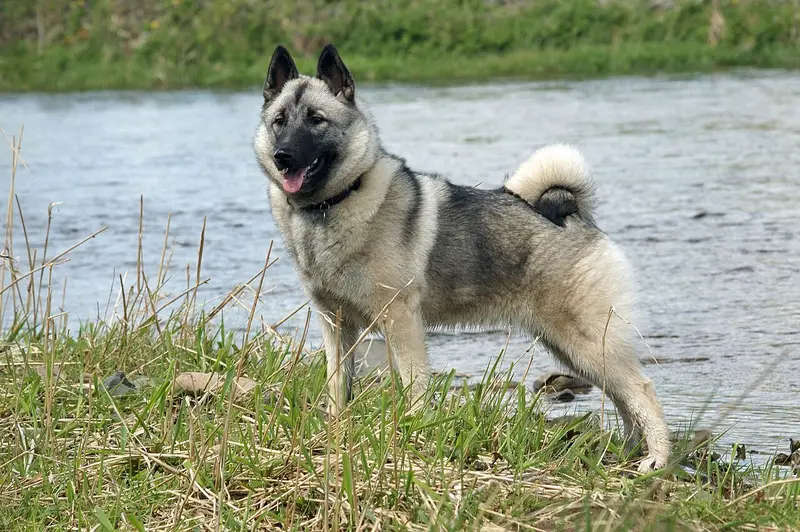 Photo of a Norwegian Elkhound