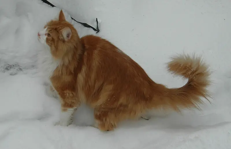 Photo of a Norwegian Forest Cat cat