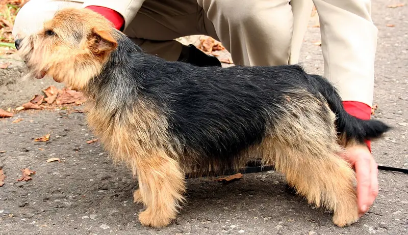 Photo of a Norwich Terrier