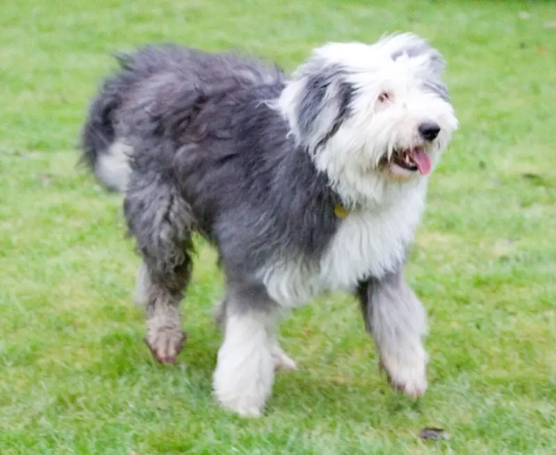 Photo of an Old English Sheepdog