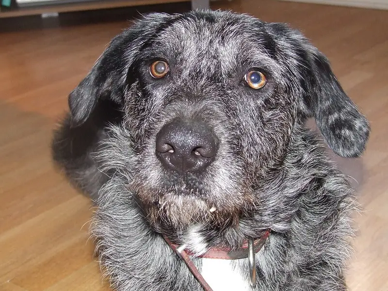 Photo of an Otterhound