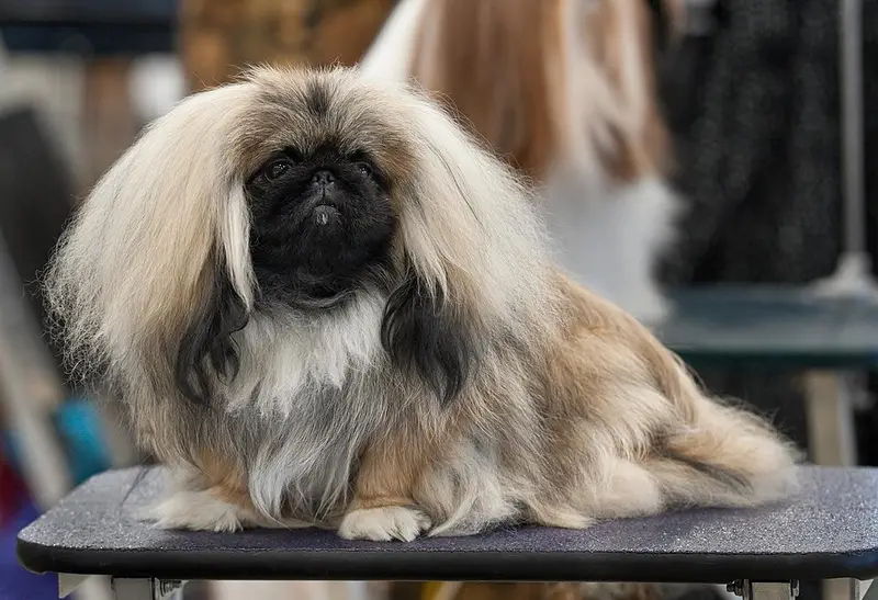 Photo of a Pekingese