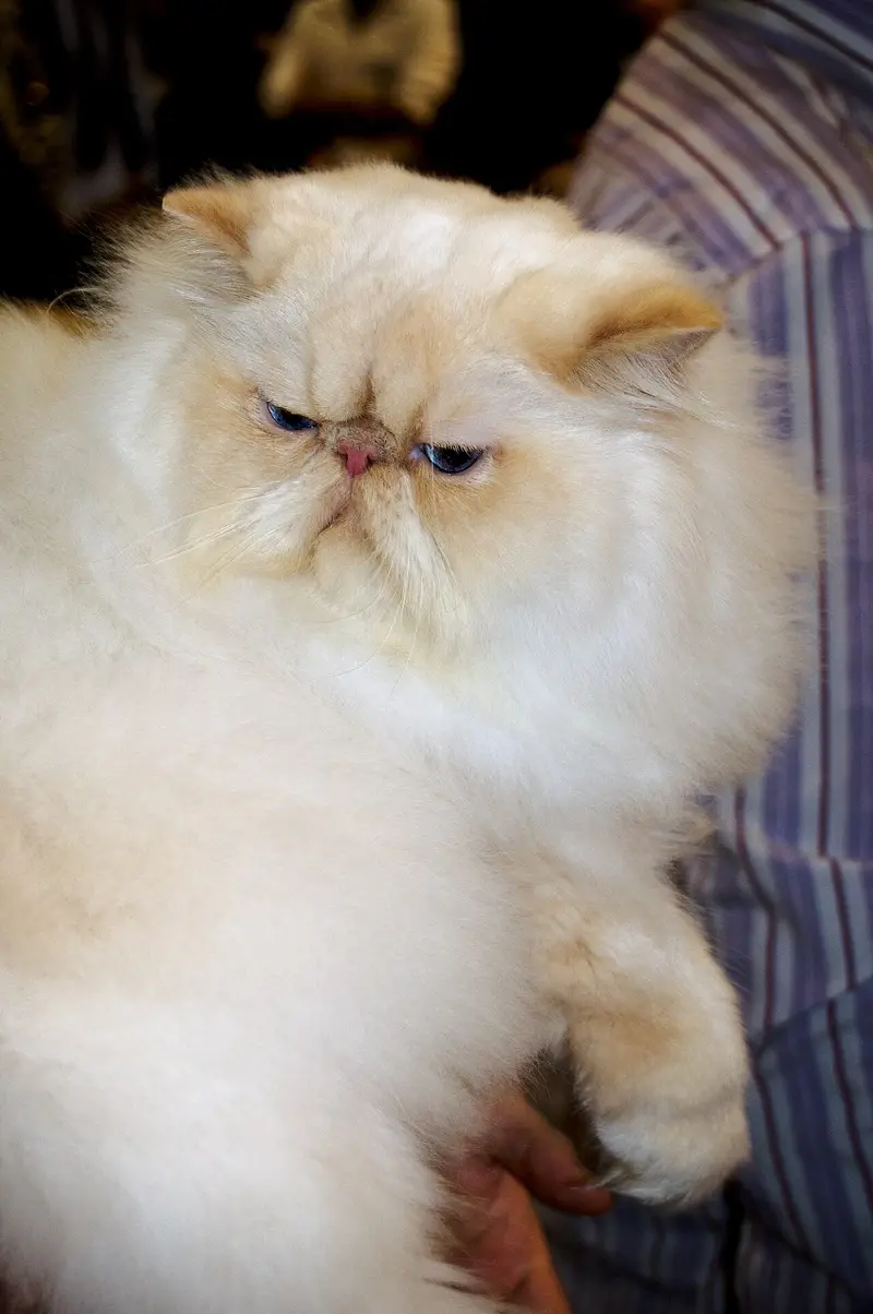 Cream and white Persian cat with blue eyes, a flat face and a long thick coat, held in a person’s arms