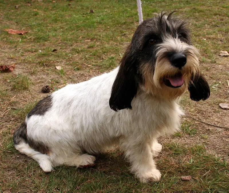 Photo of a Petit Basset Griffon Vendéen