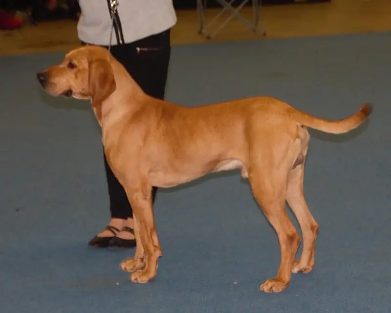 Photo of a Plott Hound