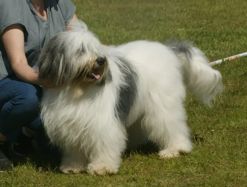 Photo of a Polish Lowland Sheepdog