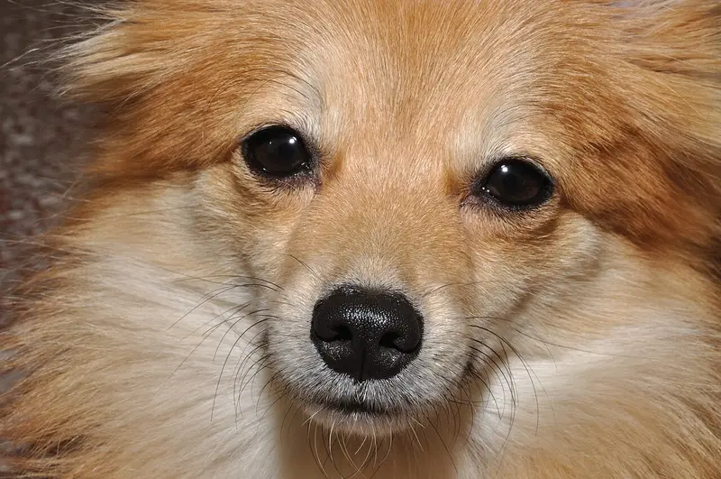 Photo of a Pomeranian