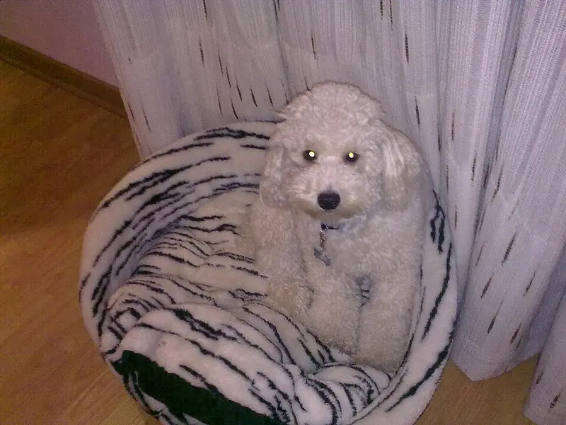 Photo of a Poodle (Toy)