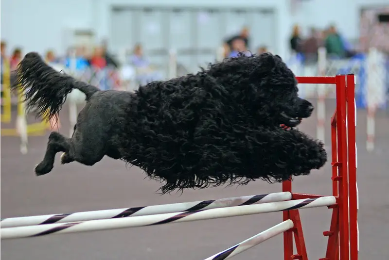 Photo of a Portuguese Water Dog