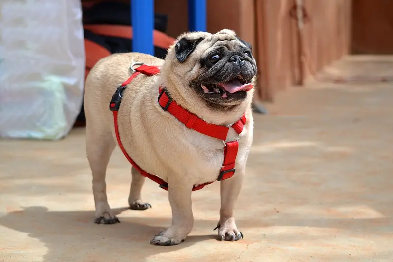 Photo of a Pug
