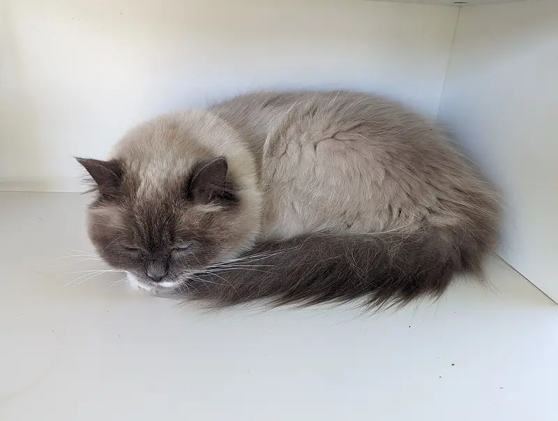Cream and gray Ragdoll curled up asleep on a white floor