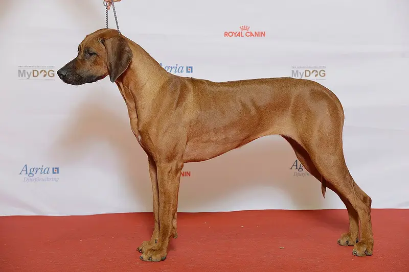 Photo of a Rhodesian Ridgeback
