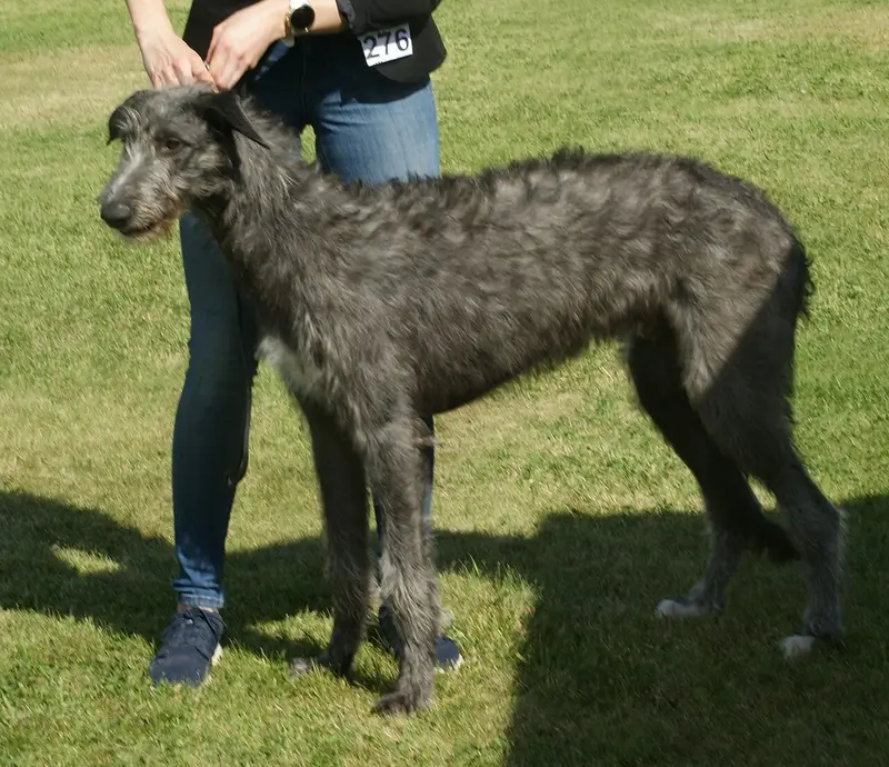 Photo of a Scottish Deerhound