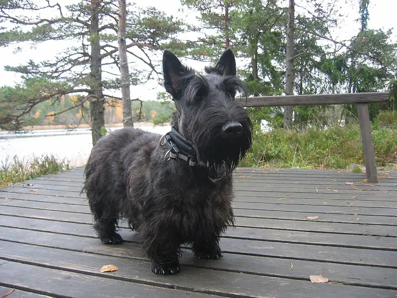 Photo of a Scottish Terrier