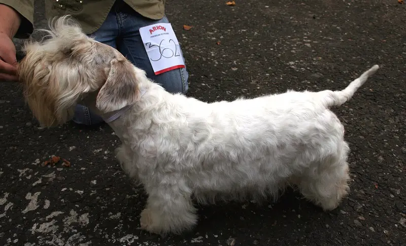 Photo of a Sealyham Terrier