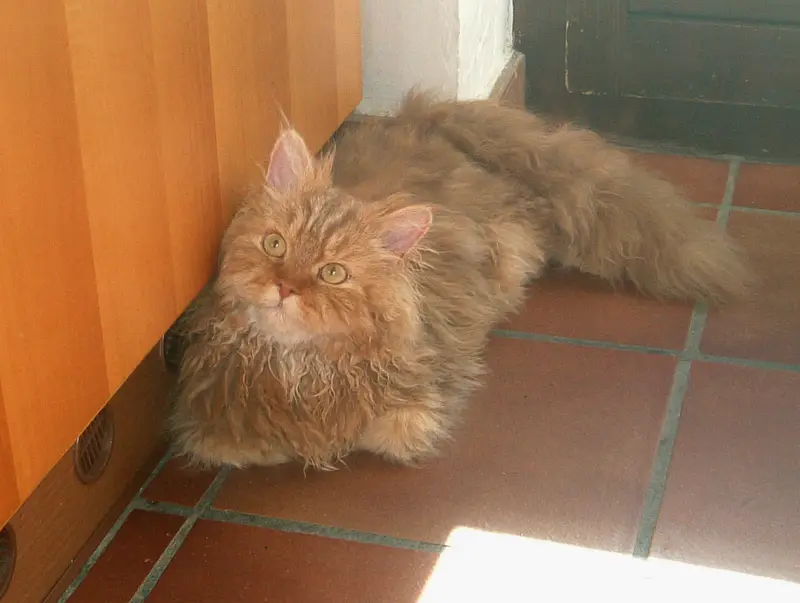 Photo of a Selkirk Rex cat