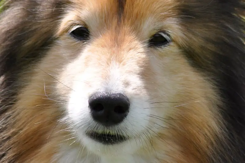 Photo of a Shetland Sheepdog