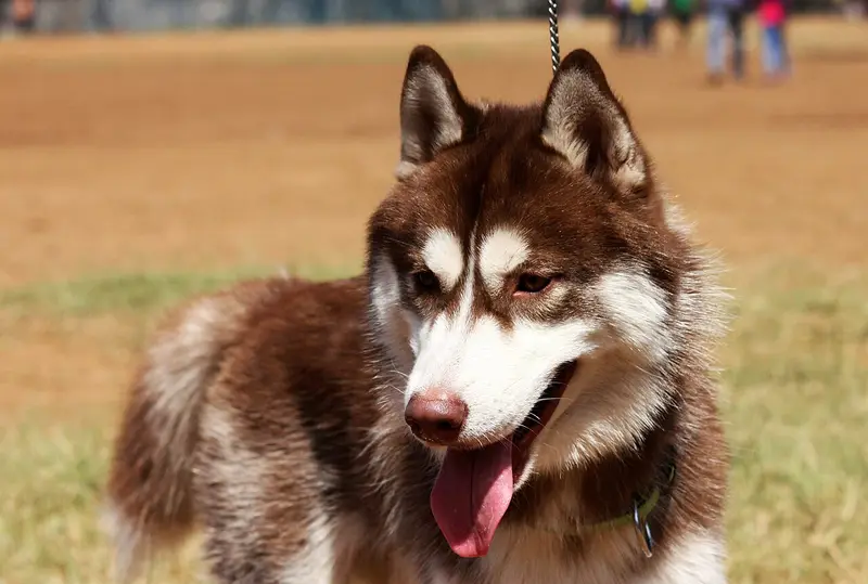 Photo of a Siberian Husky