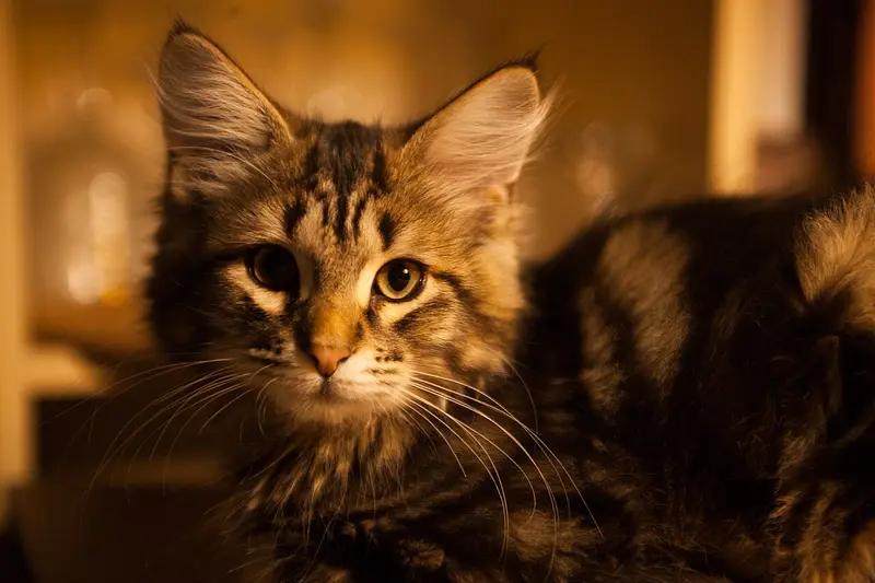 Photo of a Siberian cat