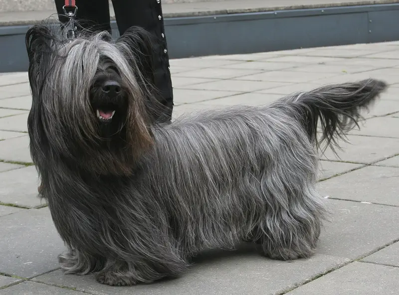 Photo of a Skye Terrier