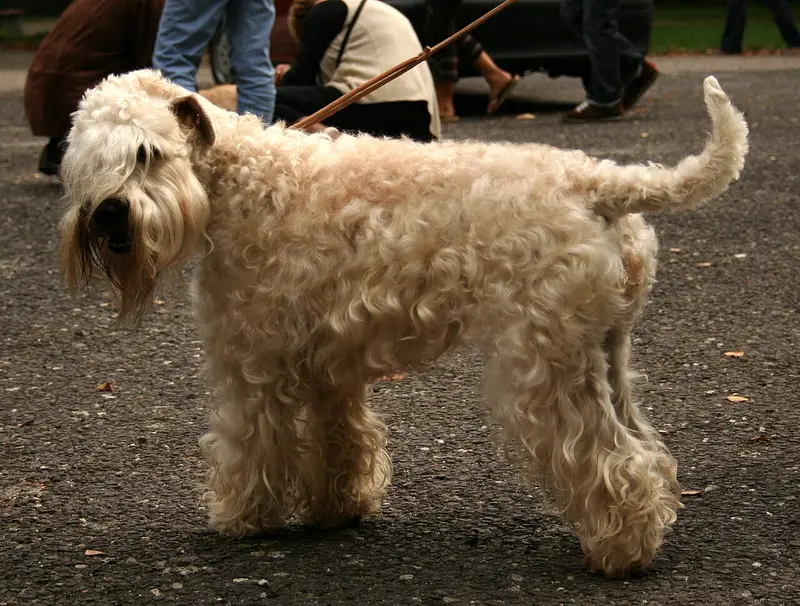 Photo of a Soft Coated Wheaten Terrier