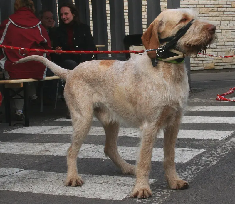 Photo of a Spinone Italiano