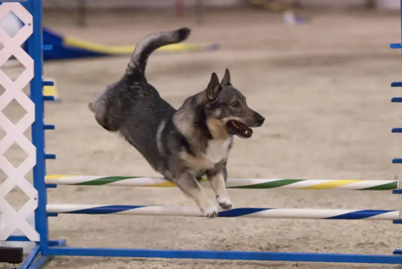 Photo of a Swedish Vallhund