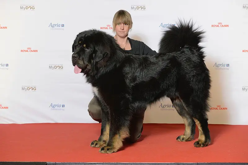 Photo of a Tibetan Mastiff