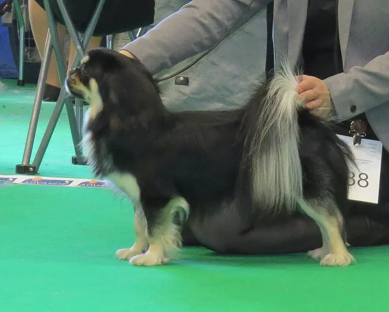 Photo of a Tibetan Spaniel