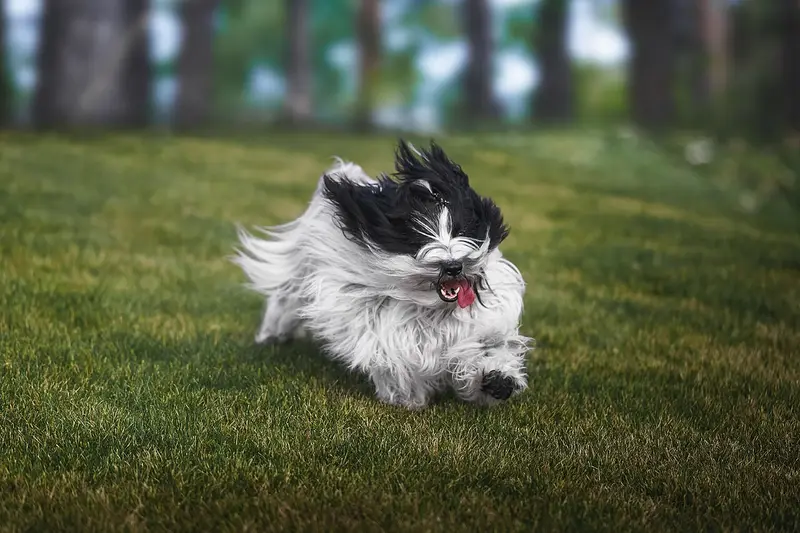 Photo of a Tibetan Terrier