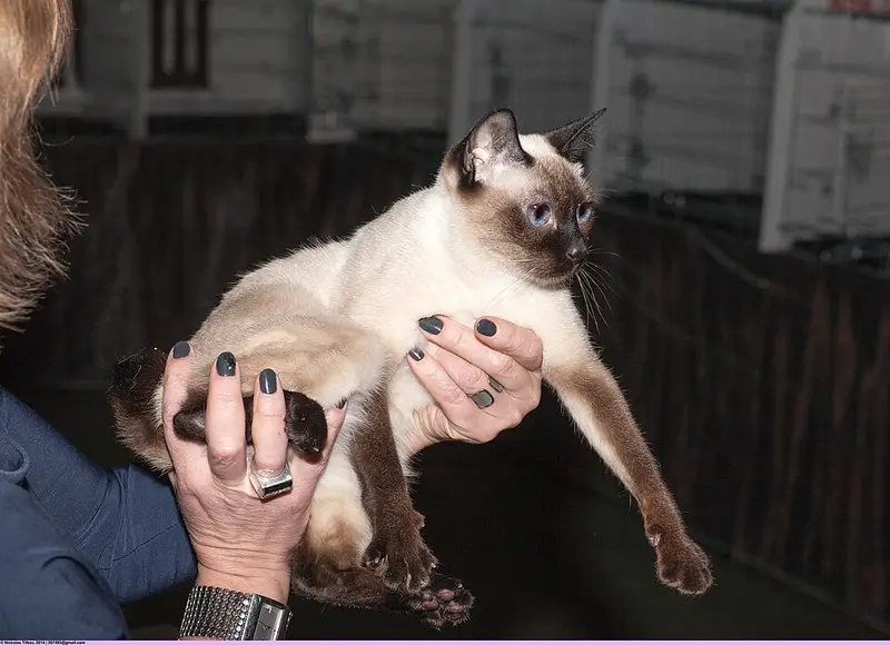 Photo of a Toybob cat