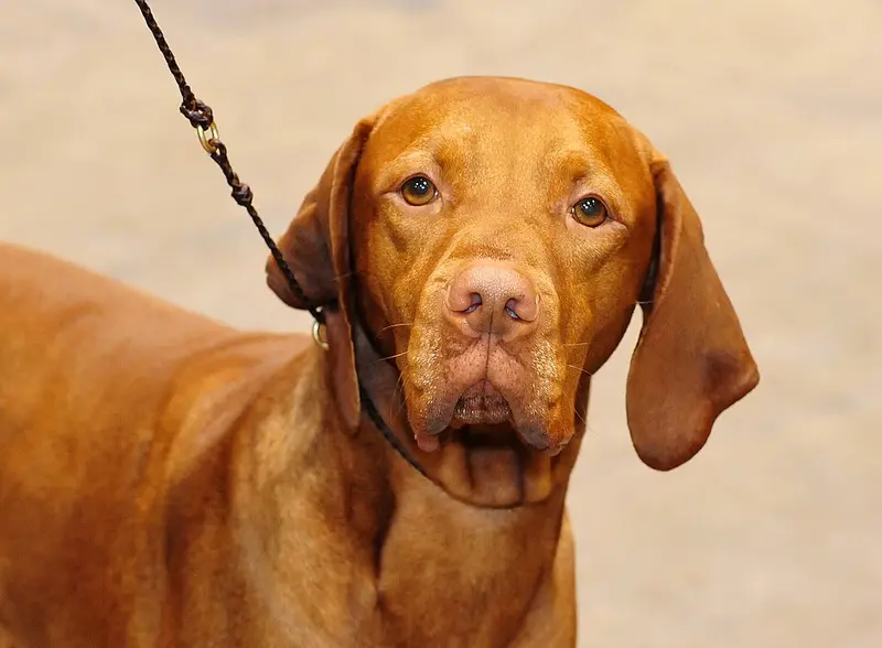 Photo of a Vizsla