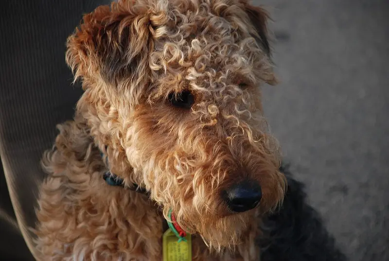 Photo of a Welsh Terrier
