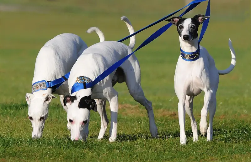 Photo of a Whippet