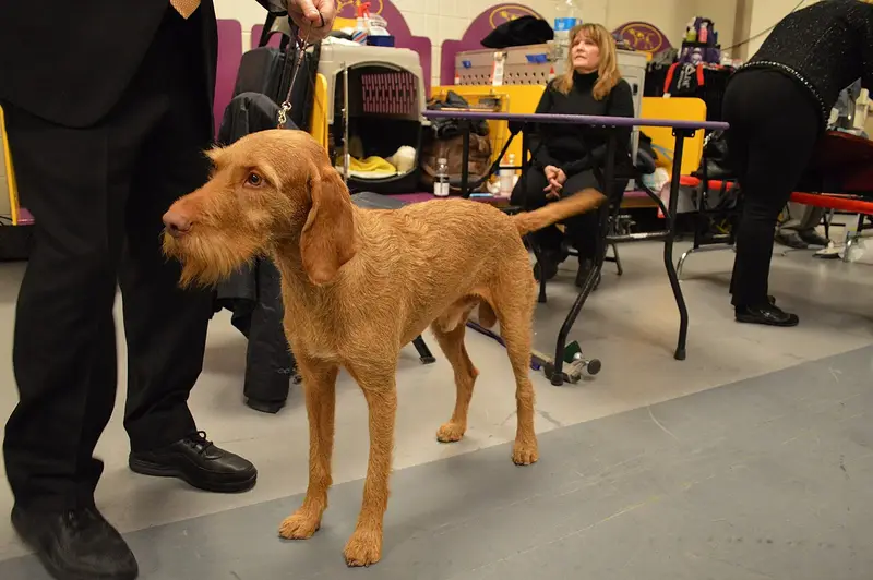 Photo of a Wirehaired Vizsla