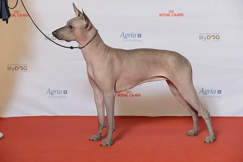 Photo of a Xoloitzcuintli
