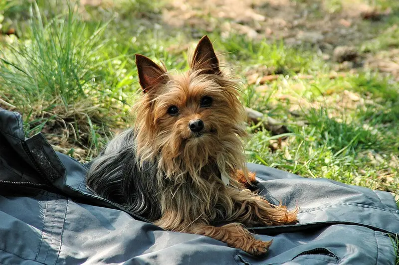 Photo of a Yorkshire Terrier